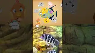 ANIMAL PUZZLE FOR KID'S (FISH) HAPPY EXPLORE AND LEARNING #learning  #animals #kids #video