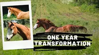 MY HOMEBRED OLDENBURG COLT TURNS 1| one year recap