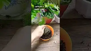 Center table piece of green plant make over. #plant #centertable #fern #pot #ornamental #fyp #shorts