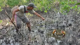 Low Tide Jackpot! Catching Huge Mud Crabs Hidden in the Swamp