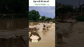 #rain #animalsave #flood #prayer#punjab