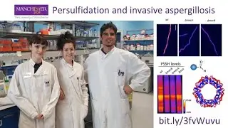 MFIG Amich lab - persulfidation and invasive aspergillosis