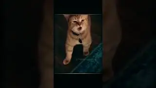 Bro told me Everything that happens when I was away 🤣🤣, #funny #viralshorts  #trending #funnyshorts