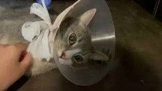 6-HOUR RACE with DEATH | SADDLE THROMBUS | CAT BLOOD CLOT
