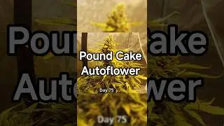 Pound Cake Autoflower | 124g in 75 Days (Timelapse)