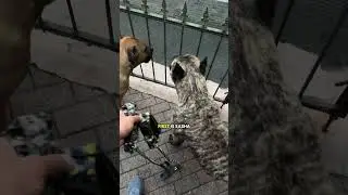 Проведите утро с мусульманином и его верными собаками.