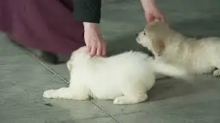 Jacob Hershberger's English Cream Golden Retriever Puppies
