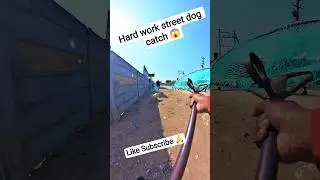Raheman Boys Double Dog Catch Trailer #dogwithpublicsafety #dog #trailer #pets #ytviral #shorts