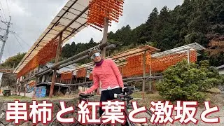 【ルートあり激坂あり】秋にオススメ串柿＆紅葉ライド【串柿の里】