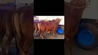 Multan Cow Mandi Latest Updates March 15, 2025 #multancowmandi #cowmandi #cattlemarket