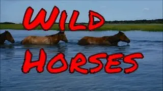 NC's Barrier Islands Top 5 Hidden Gems for Wild Horse Enthusiasts