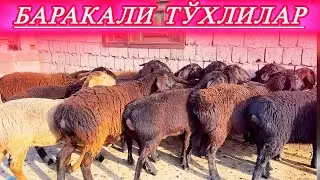 СУРХОНДАРЁ ТОЗА ҚОНЛИ ТЎХЛИЛАРИ 