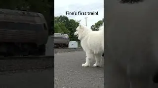 Finn&rsquo;s first train! #railfanning #railroad #train #amtrak #samoyed