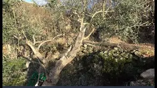 Comienzo a Pelar Olivos
