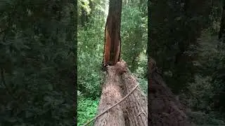 Redwoods: The Honey Badger of Trees #trees #redwood #forest #chainsaw #timber #roots #tallest #split