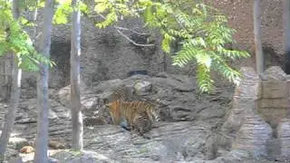 Amur Tiger Cubs - Bath Time! (Denver Zoo)