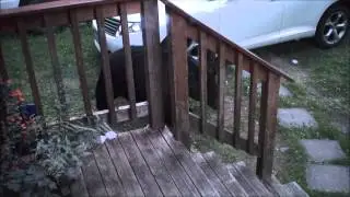 Big black bear, Lynn Valley