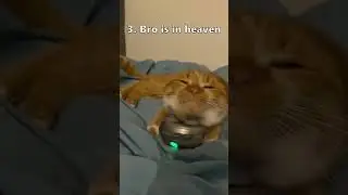Funny animal clips I found on reddit