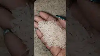 Long grain baskati Rice Eating Raw Rice