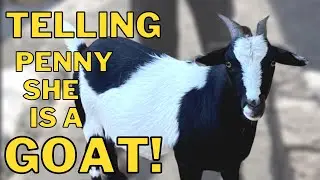 THERE ARE TWO KINDS OF GOATS | Telling Penny she is a GOAT | #shorts