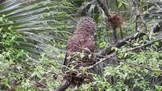 Barred Owl   Hal Scott Regional Preserve - Clip 2 - Mini cut - 2-24-25