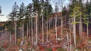 rocky slopes with trees, elevated vantage point showing rocky terrain and sparse vegetation