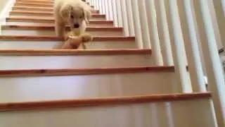 Boomer: The Golden Retriever Puppy