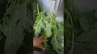 How I prep my callaloo for cooking #shorts