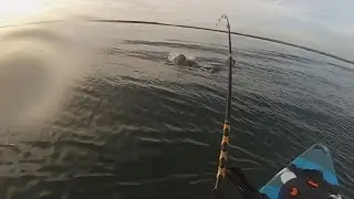 Botany Bay Fishing -Bull Shark encounter