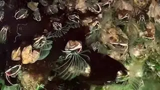 Acorn Barnacles on Fox Island