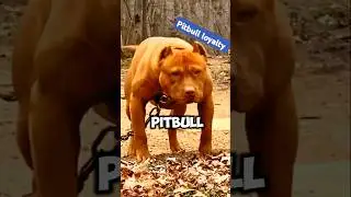 Pitbull loyalty/The Pit Bull Who Saved a Toddler #shorts #trending #viralvideo #pitbull