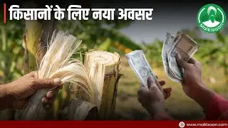 केले का तना भी बन सकता है कमाई का जरिया | Banana Fiber Business Opportunity | Maikisaan