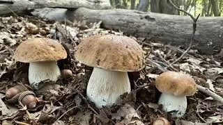 Amazing porcini mushrooms/boletus edulis 2025