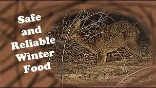 How to Safely Feed Deer in Winter (Tried and Proven)
