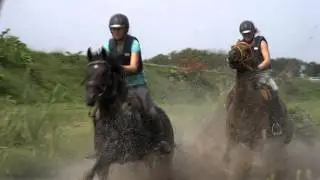 manege gasselte LQ