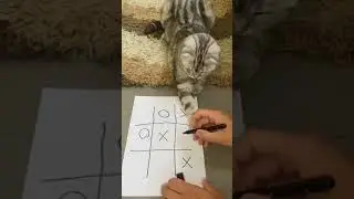 cat vs man | cat playing with man | smart cat | crazy smile 😁 #crazy #cat #smile#playing#love#short