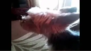 Time to meet Opera Dog