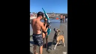 Funniest Animals Compilation | Clumsy Animals - All Inclusive