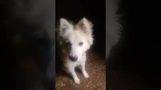 #facts #streetdog #animals #funny #dog #minivlog #kabootarbazi #kabootarba #subscribers