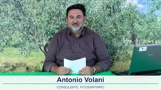 Notiziario olivicolo Emilia Romagna 9 Gennaio 2026