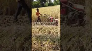 Kamco Paddy Reaper 🌾🌾(Paddy harvesting)