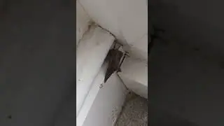 Look at dat moth!!