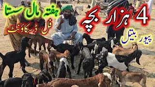 Biggest zero size bakron ki special market information #at #ustad #nadir #baloch #farm #bakramandi 