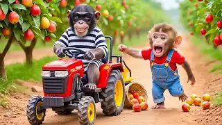 Monkey Nana&rsquo;s Apple Harvest Turns into Chaos! He Discovers a Farm Thief😱🔥