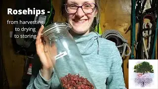 Rosehips - from Harvesting to Drying to Storing