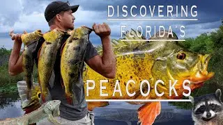 Megalodon Size Peacock Bass!