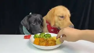 Звуки собачьего корма в вегетарианском варианте 🥝🥦 #тренды