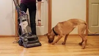 Pit Bull vs. Vacuum Cleaner | Counter-Conditioning Dog Training