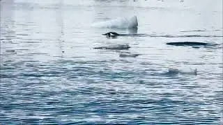 Swimming penguins - Quark Expeditions World Explorer - Antarctica Cruise day 4