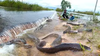 Monster Catfish Rescue & Catch in Flood Season